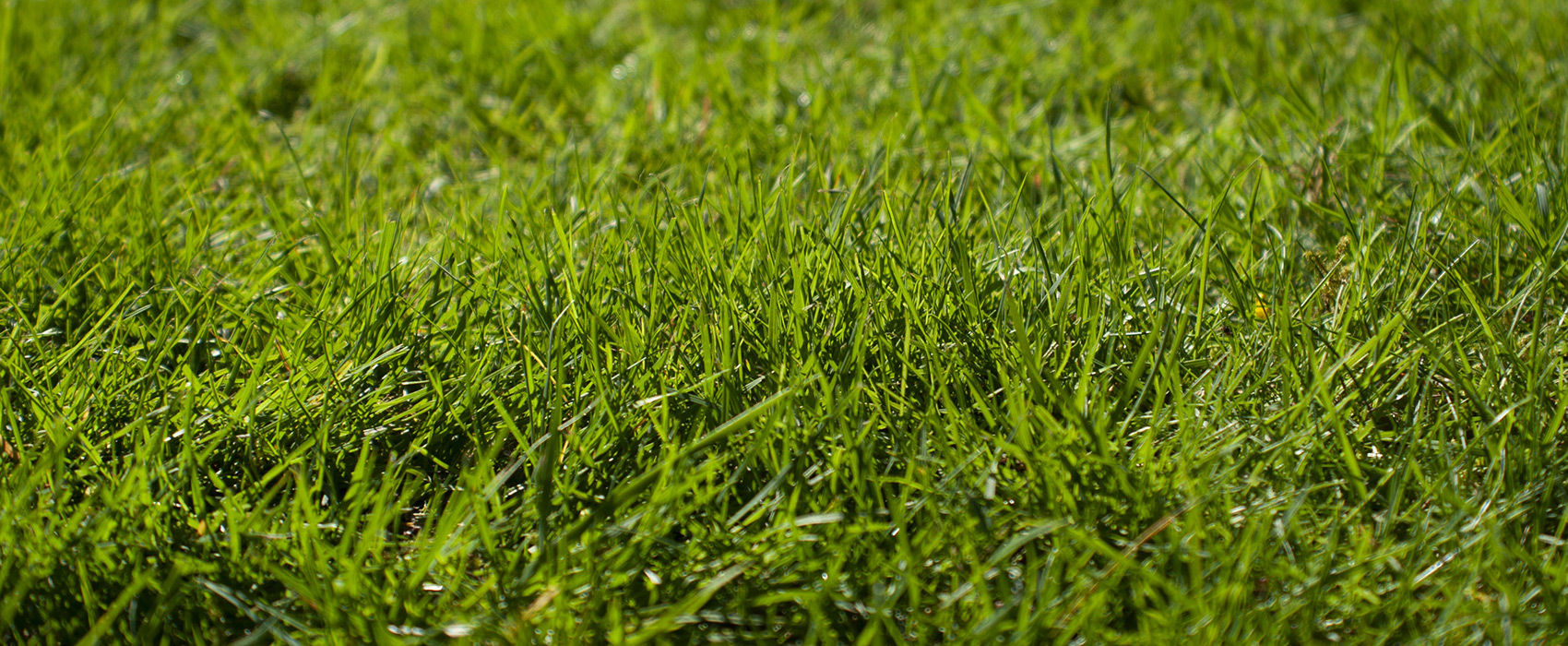 Trinity Turf